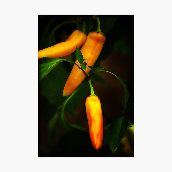Peppers Photographic Print