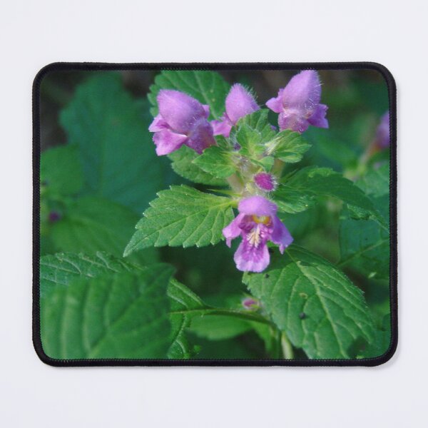 Item preview, Glechoma Hederacea #naturehealing  designed and sold by Meekly-Shop.