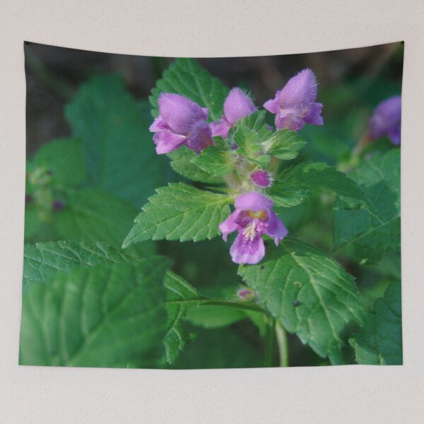 Item preview, Glechoma Hederacea #naturehealing  designed and sold by Meekly-Shop.