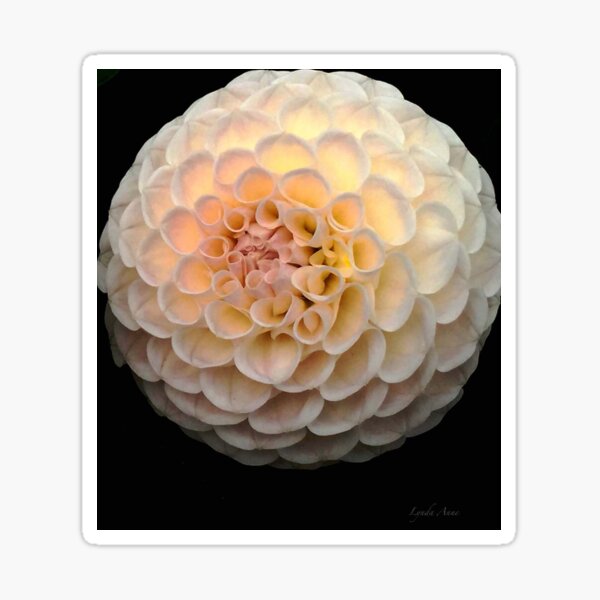 Blush Dahlia Ball Sticker