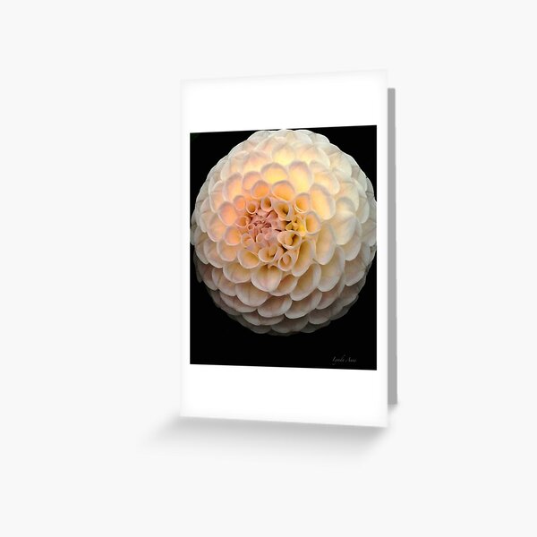 Blush Dahlia Ball Greeting Card