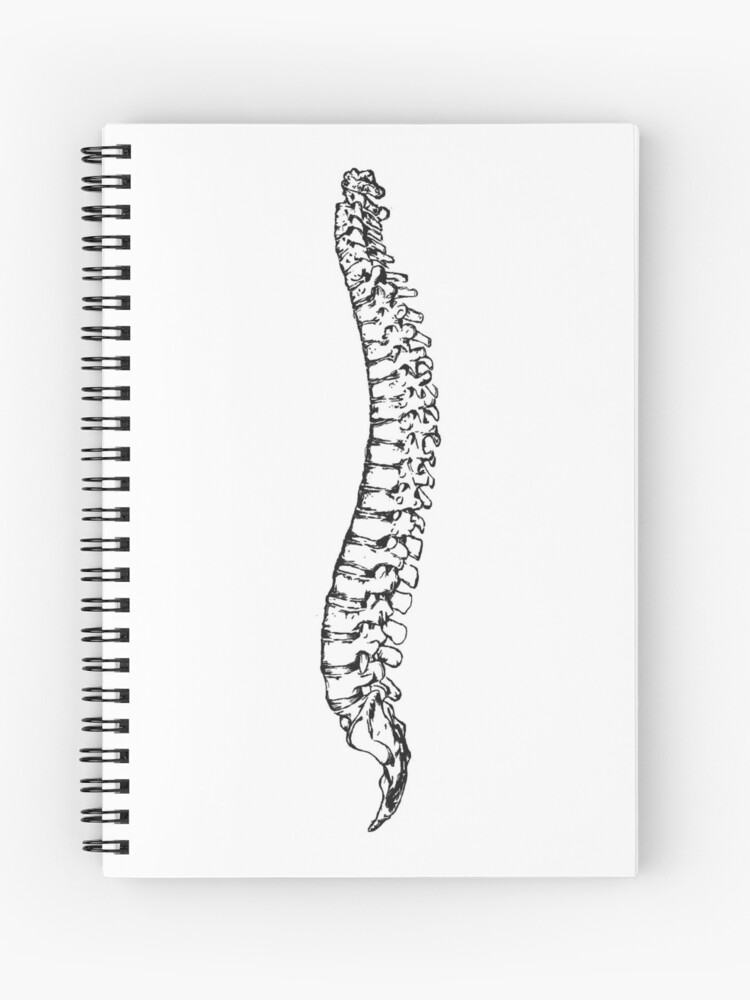 Spinal Anatomy, spondylolisthesis, spinal Stenosis, human Vertebral Column,  surface Anatomy, lumbar Vertebrae, spinal, spinal Cord, Vertebral column,  human Anatomy | Anyrgb