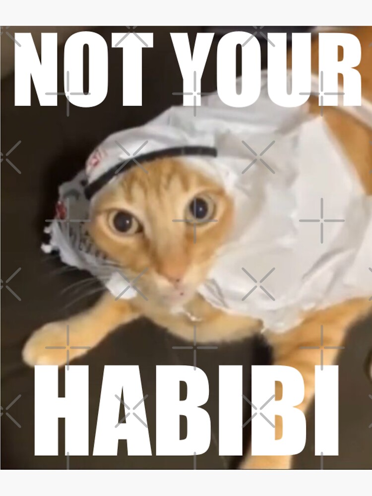 habibi cat Meme Generator - Imgflip