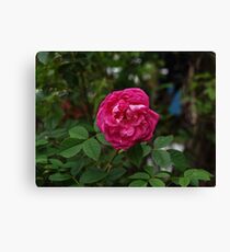 red rose macro Canvas Print