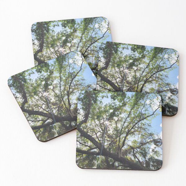 Item preview, Florida trees designed and sold by reformedfruit.