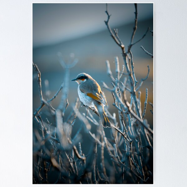 Item preview, Little Bird #4 designed and sold by Amber Parsons.