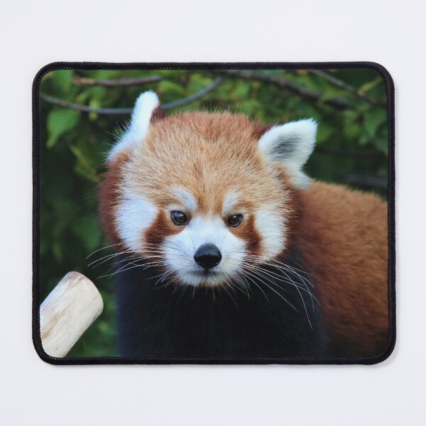 Item preview, Red Panda Style designed and sold by Fearless-Fox.