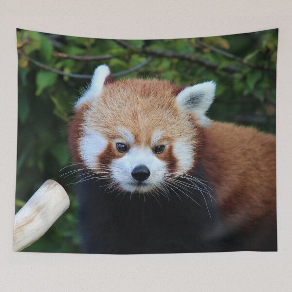 Item preview, Red Panda Style designed and sold by Fearless-Fox.