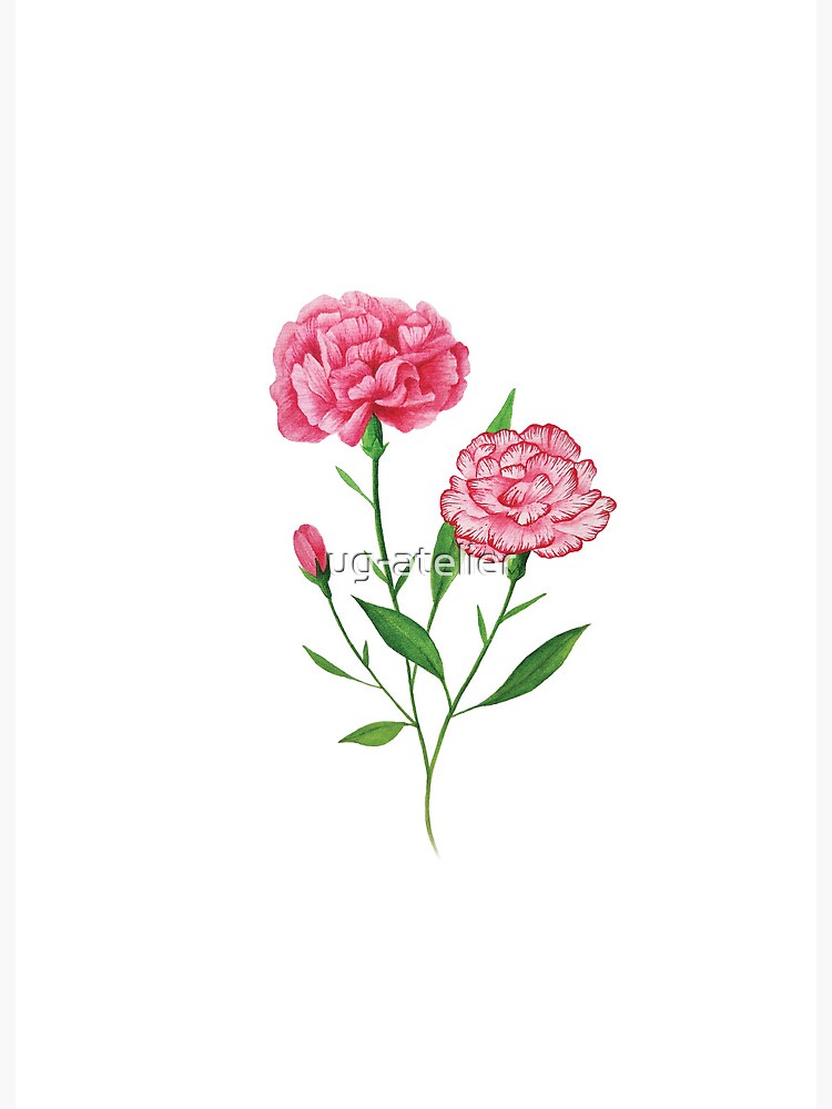 pink carnation flowers watercolor  Poster for Sale by