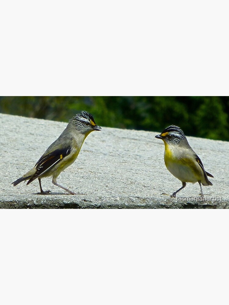 Thumbnail 2 of 2, Greeting Card, PARDALOTE ~ Striated Pardalote qeLEFJ6H by David Irwin ~ WO designed and sold by tasmanianartist.
