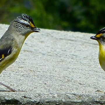 Artwork thumbnail, PARDALOTE ~ Striated Pardalote qeLEFJ6H by David Irwin ~ WO by tasmanianartist