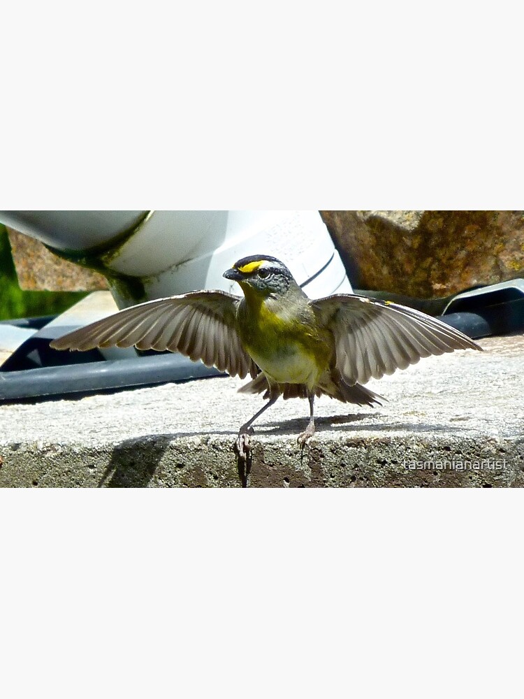 Thumbnail 2 of 2, Postcard, PARDALOTE ~ Striated Pardalote nLUR6jJm by David Irwin ~ WO designed and sold by tasmanianartist.