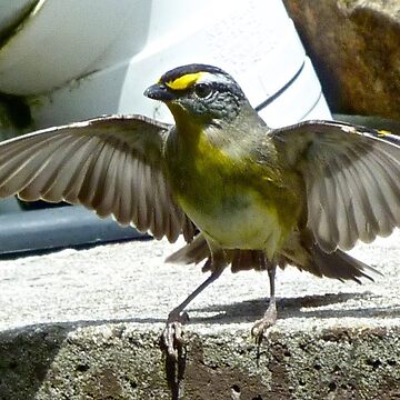 Artwork thumbnail, PARDALOTE ~ Striated Pardalote nLUR6jJm by David Irwin ~ WO by tasmanianartist