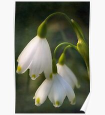 Demure snowdrops Poster