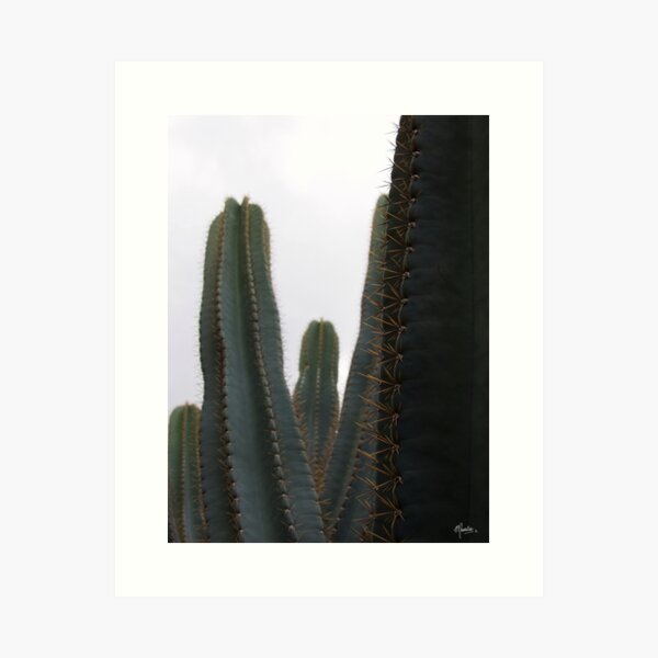 Cactus up close Art Print