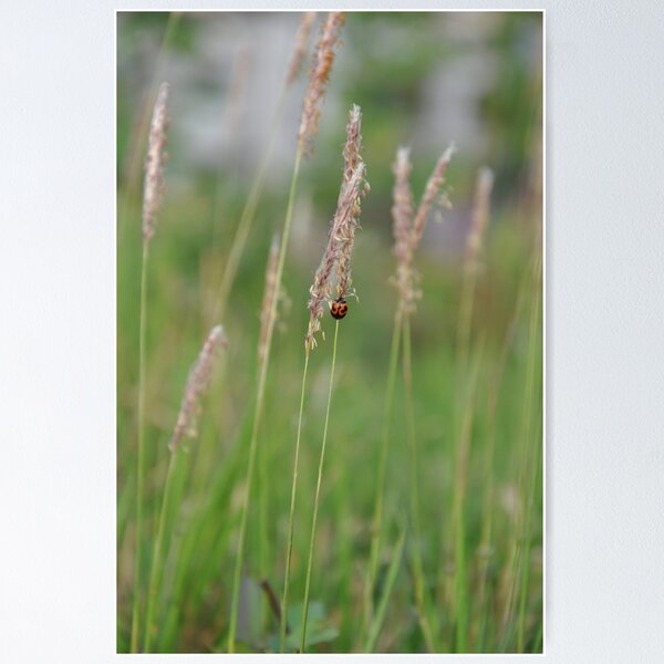 Item preview, Ladybug in grassland  designed and sold by kstanvir.