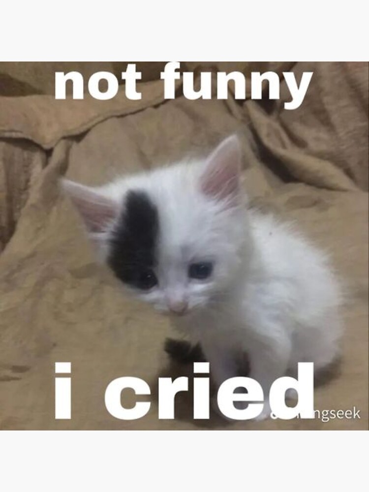 MEME HUMOR — A Fluff of Cutesy Cat Memes