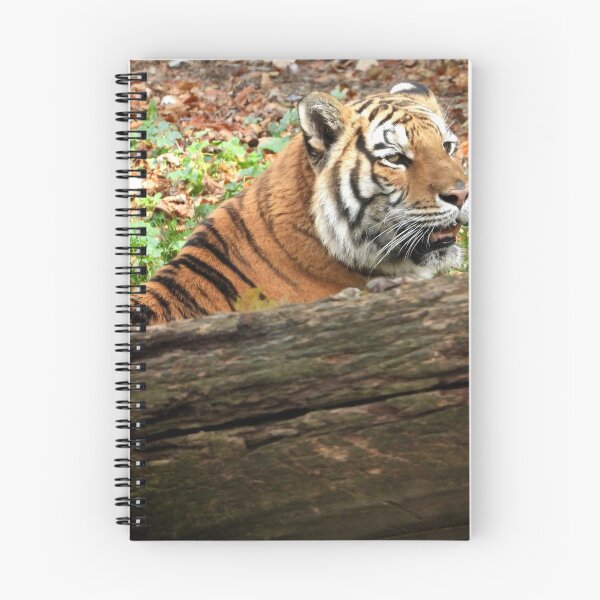Aperçu de l'œuvre Tigre profitant du temps seul créée et vendue par PhotosBySusanne.