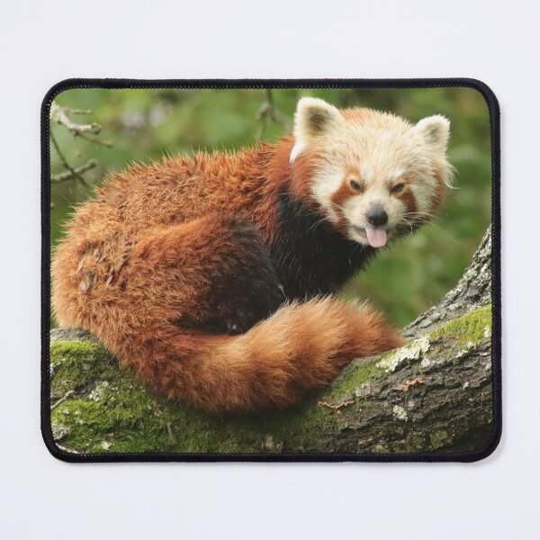 Item preview, Red Panda designed and sold by Ladymoose.