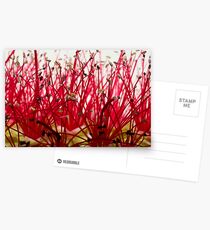 Pohutukawa Flower Postcards