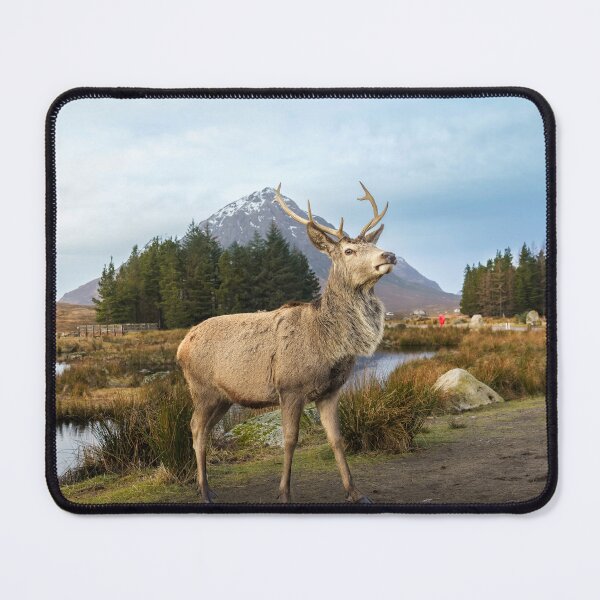 Item preview, Scottish Highland Stag designed and sold by TMcG72.