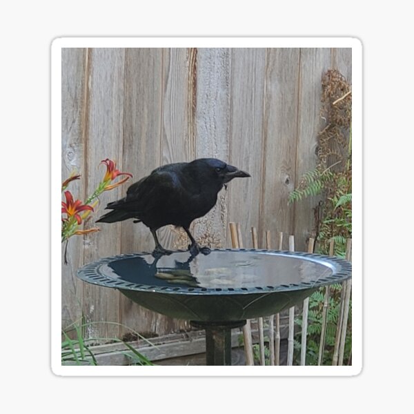 Northwestern Black Crow at Water Fountain Sticker