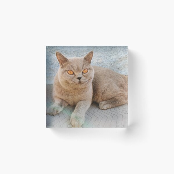 Item preview, Grey Cat designed and sold by SaraTomlinson55.
