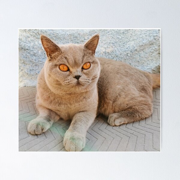 Item preview, Grey Cat designed and sold by SaraTomlinson55.