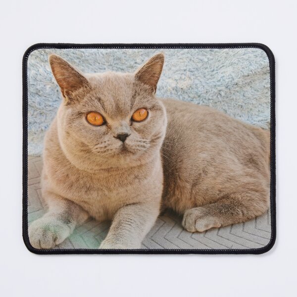 Item preview, Grey Cat designed and sold by SaraTomlinson55.