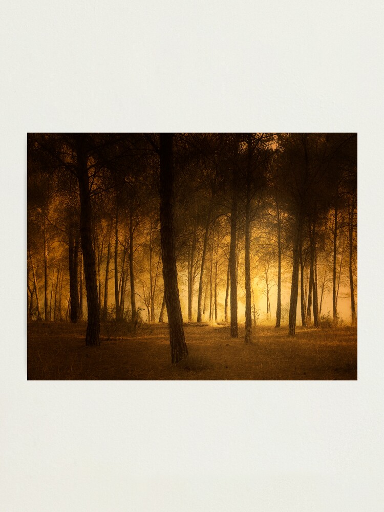 Alternate view of through the trees Photographic Print