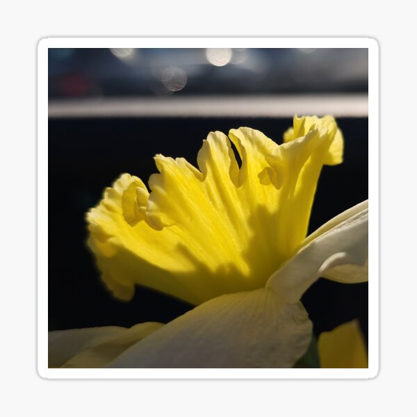 Sunlit Daffodil Corona Sticker