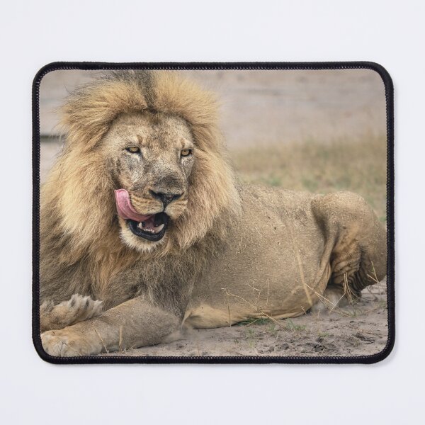 Item preview, Satisfied Lion Zimbabwe Africa 2 designed and sold by PhotoArt by Joan Carroll.