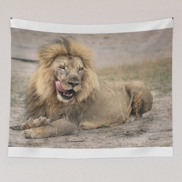 Item preview, Satisfied Lion Zimbabwe Africa 2 designed and sold by PhotoArt by Joan Carroll.