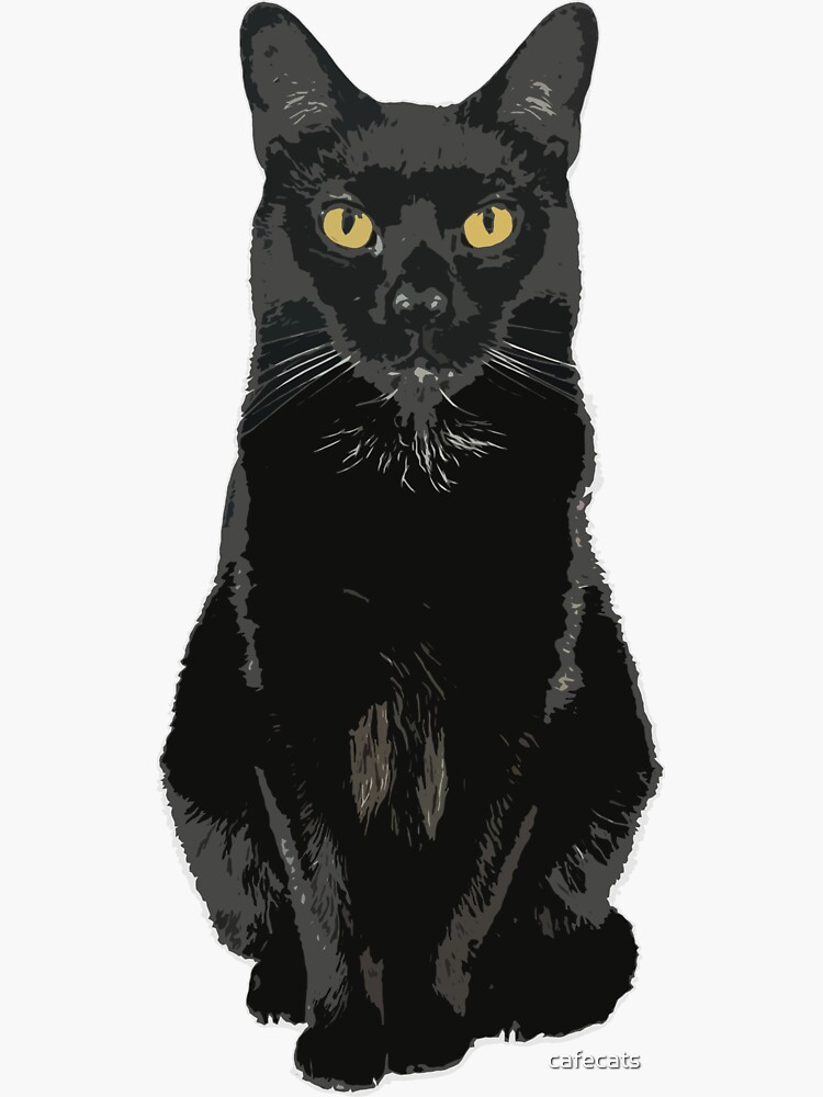 Bombay Cat Transparent Aesthetic Cat Transparent Background
