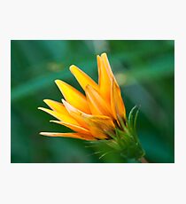 Fiery daisy Photographic Print