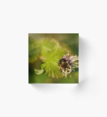 Furry Bumblebee Acrylic Block