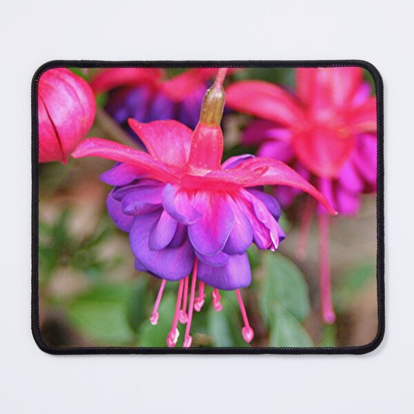 Item preview, Pink & purple Fuchsia flowers in bloom designed and sold by FranWest.