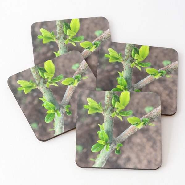 Item preview, Gardenia Sprout designed and sold by baksuart.