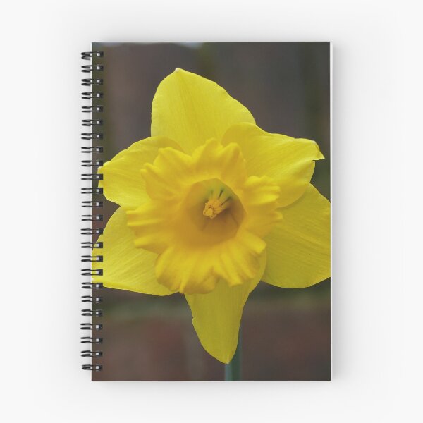 Item preview, Daffodil designed and sold by Evergreen365.
