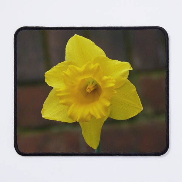 Item preview, Narciso designed and sold by Evergreen365.