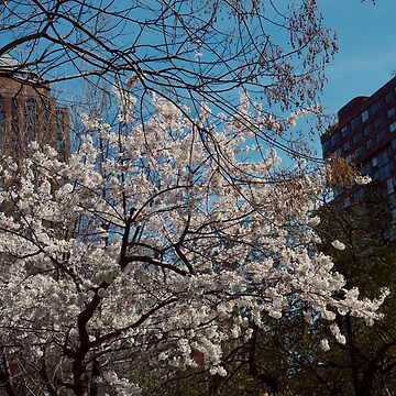 Artwork thumbnail, UNION SQUARE CHERRY BLOSSOM FLOWERS TREE NEW YORK NYC MANHATTAN by teruyalab