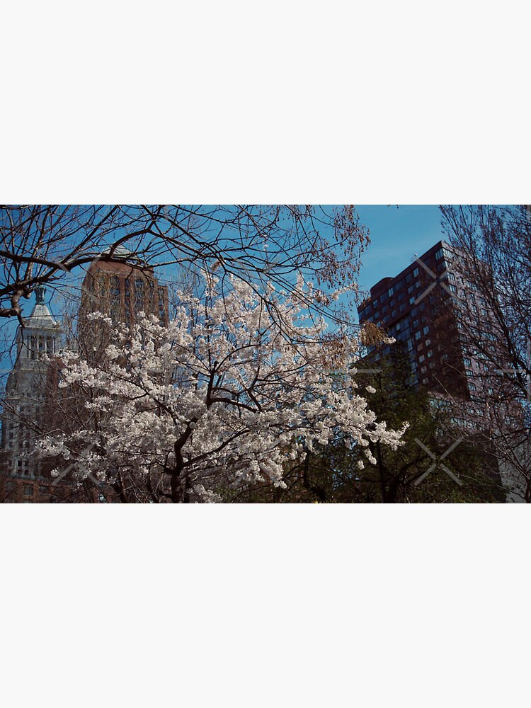 Thumbnail 3 of 3, Sticker, UNION SQUARE CHERRY BLOSSOM FLOWERS TREE NEW YORK NYC MANHATTAN designed and sold by teruyalab.