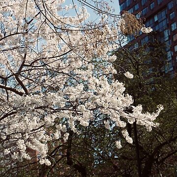 Artwork thumbnail, UNION SQUARE CHERRY BLOSSOM FLOWERS TREE NEW YORK NYC MANHATTAN by teruyalab