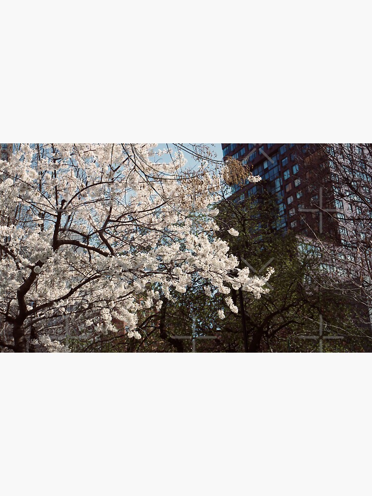 Thumbnail 3 of 3, Sticker, UNION SQUARE CHERRY BLOSSOM FLOWERS TREE NEW YORK NYC MANHATTAN designed and sold by teruyalab.