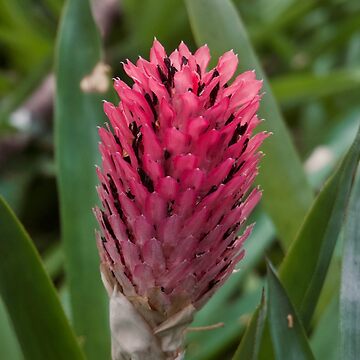Artwork thumbnail, PINK BROMELIAD FLOWER PLANTS JUNGLE by teruyalab