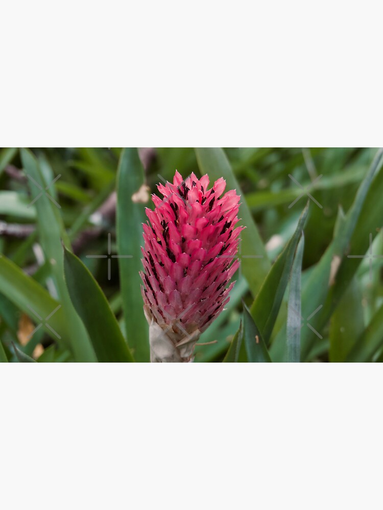 Thumbnail 3 of 3, Sticker, PINK BROMELIAD FLOWER PLANTS JUNGLE designed and sold by teruyalab.