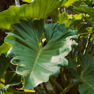 Artwork thumbnail, PHILODENDRON THAUMATOPHYLLUM AROID PLANT GREEN JUNGLE by teruyalab