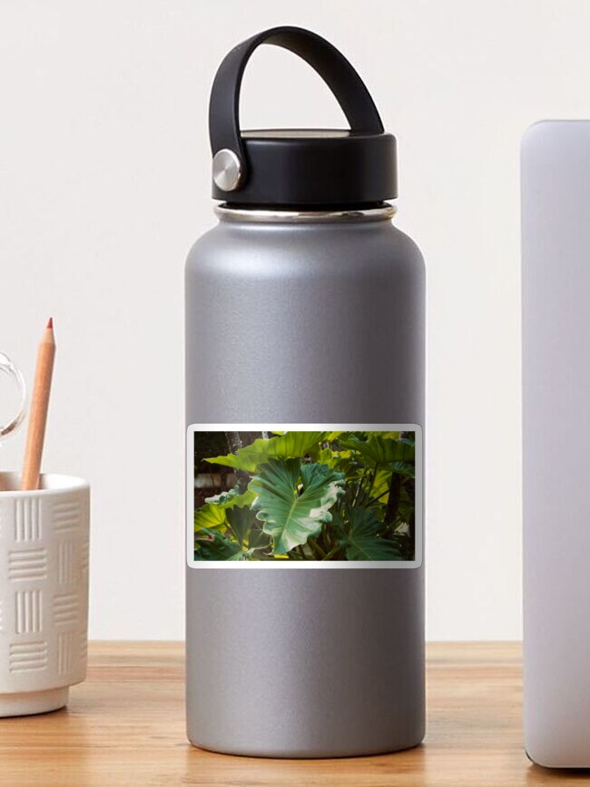 Thumbnail 1 of 3, Sticker, PHILODENDRON THAUMATOPHYLLUM AROID PLANT GREEN JUNGLE designed and sold by teruyalab.