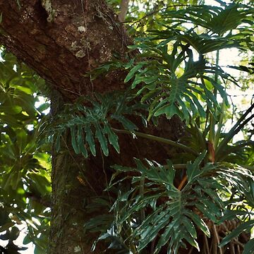 Artwork thumbnail, PHILODENDRON THAUMATOPHYLLUM AROID PLANT GREEN JUNGLE by teruyalab