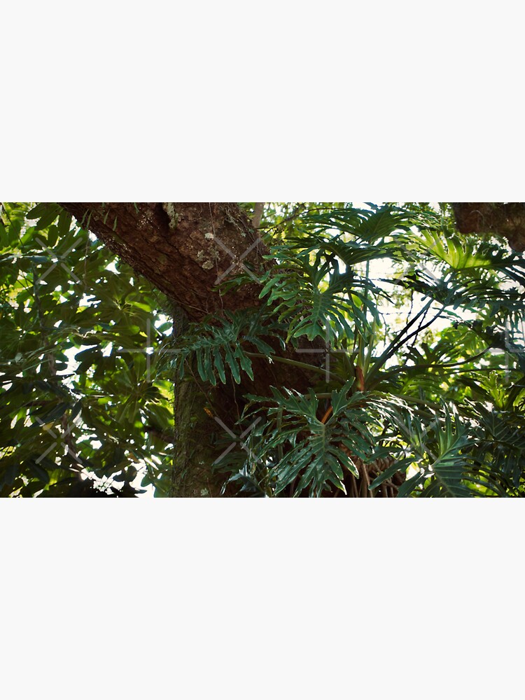 Thumbnail 3 of 3, Sticker, PHILODENDRON THAUMATOPHYLLUM AROID PLANT GREEN JUNGLE designed and sold by teruyalab.